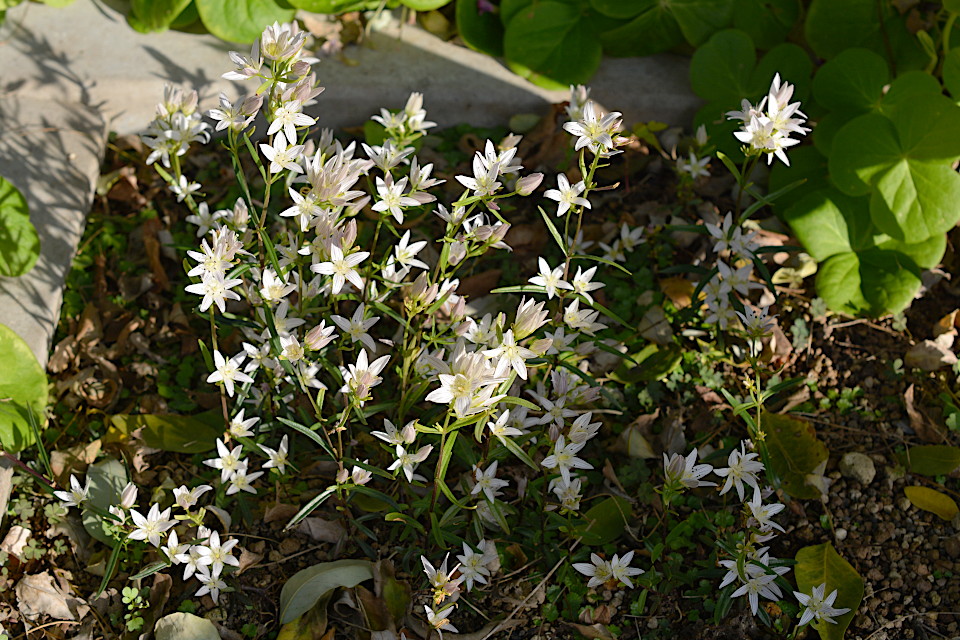 センブリ | 山科植物資料館