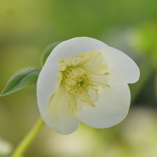 もり子さん専用 クリスマスローズ苗 2個セット もり子さん専用