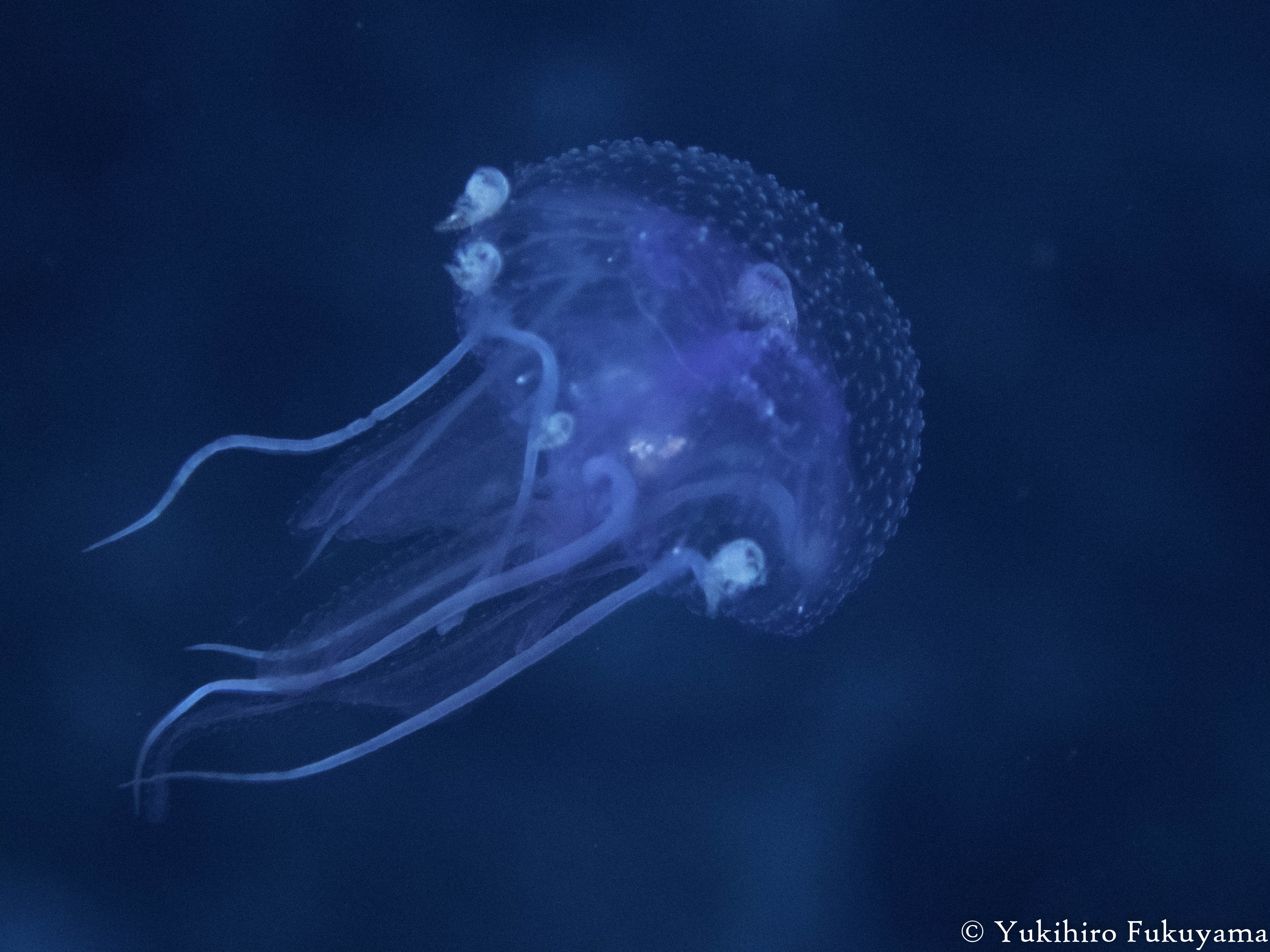 クラゲ大量発生！！！ | 屋久島ダイビング DIVEANCHOR ⁺