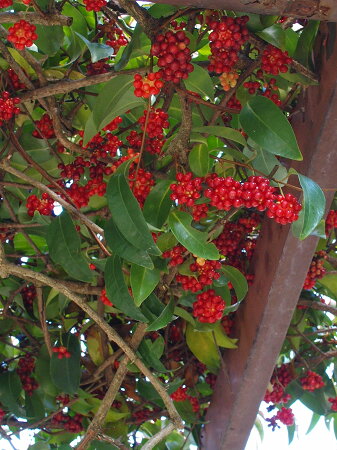 ビナンカズラ(サネカズラ)とは｜ヤサシイエンゲイ