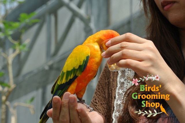 バードドック】モグちゃん＠アマゾンミドリインコ | 横浜小鳥の病院