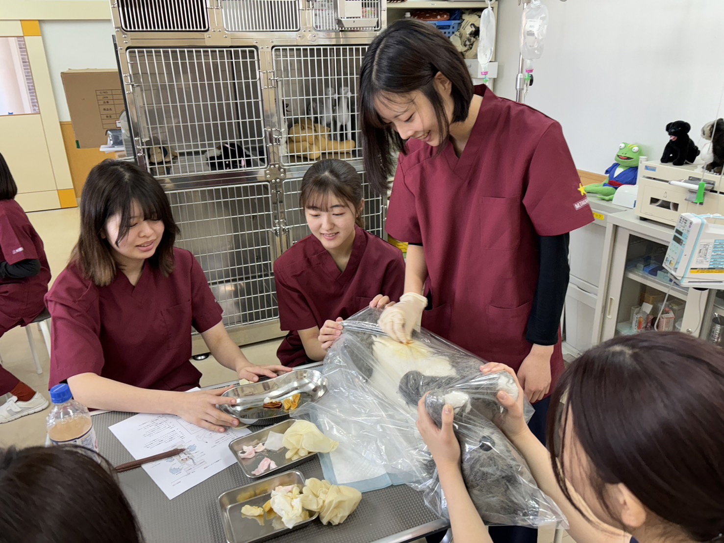 動物外科看護学実習｜手術前の消毒手順を学ぶ！🐾 - 吉田学園動物看護
