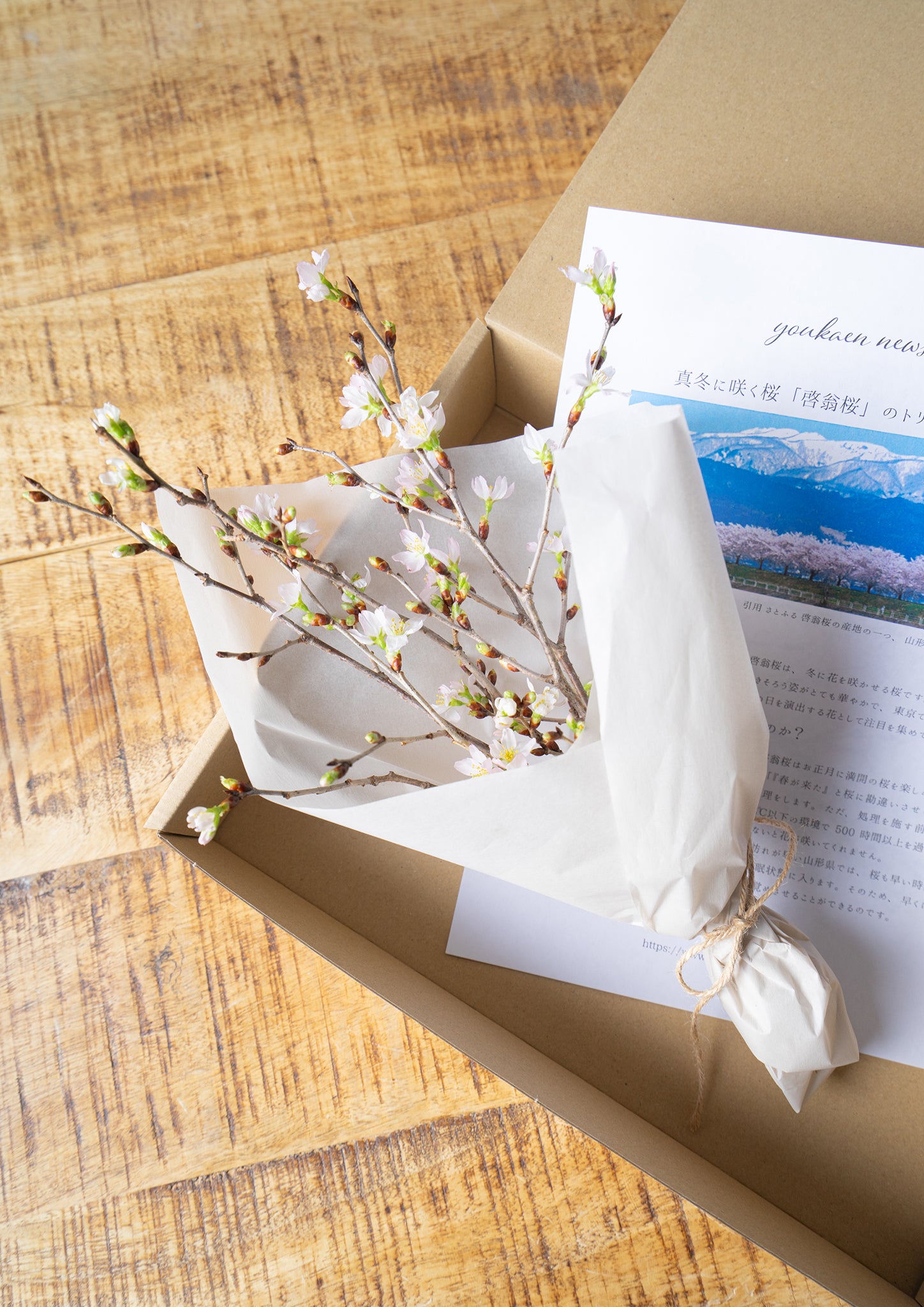 啓翁桜 30cm 5本セット｜春を先取りするミニギフト・お家で楽しむ桜