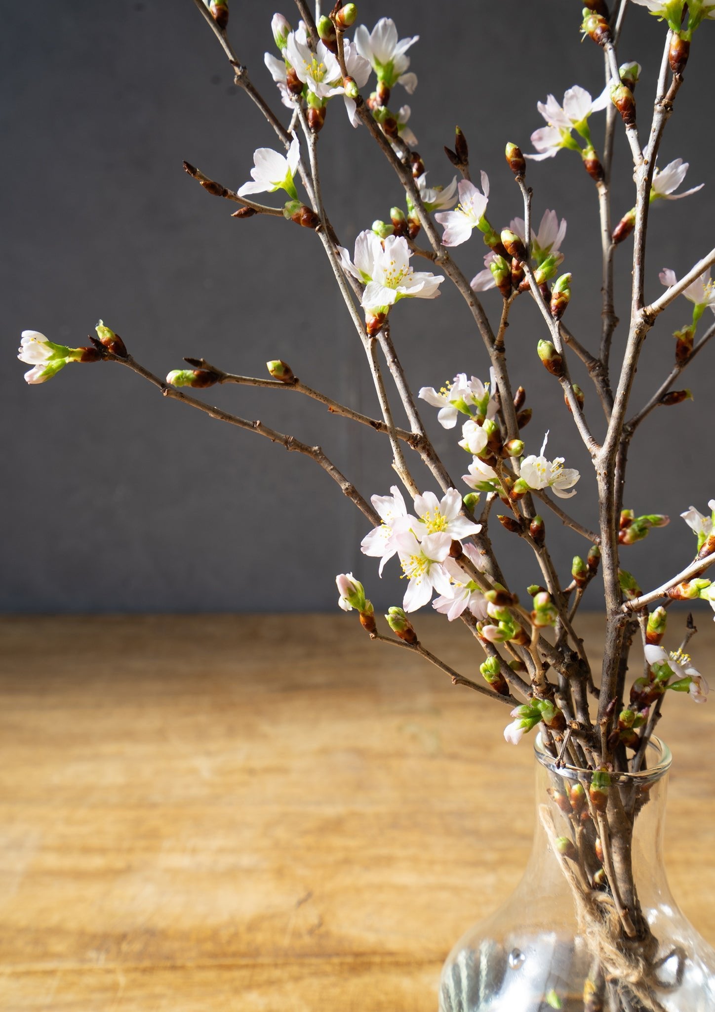 啓翁桜 30cm 5本セット｜春を先取りするミニギフト・お家で楽しむ桜