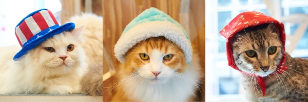 世界各国をイメージした帽子をかぶった猫さまに萌えキュン♡ アメリカ
