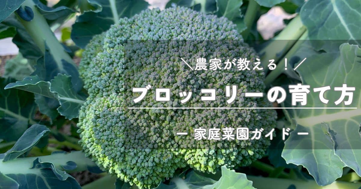ブロッコリーの育て方と栽培のコツ | やまむファーム