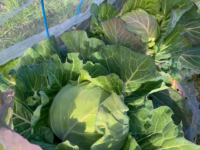 キャベツの育て方と栽培のコツ | やまむファーム