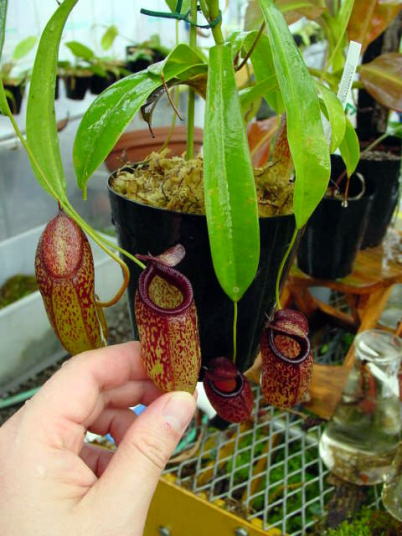 N.ventricosaの栽培