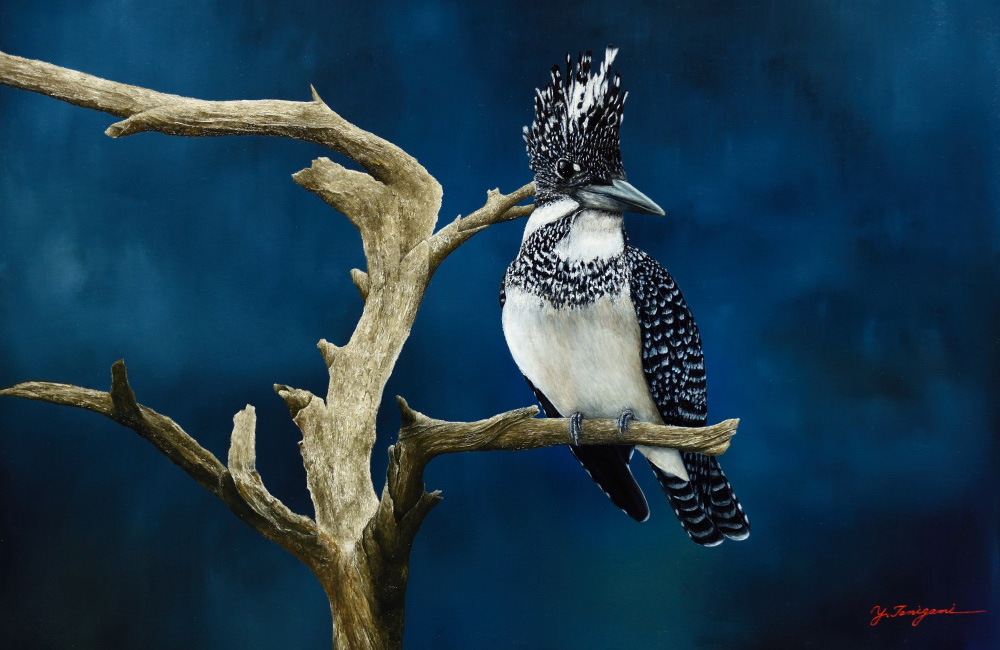 YUJI TANIGAMI | With Nature | 絵と写真で綴る生きものたちの世界