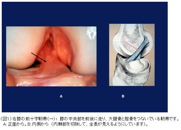膝の靱帯手術を受けられる患者様へ | 診療科・部門 | 社会医療法人 行