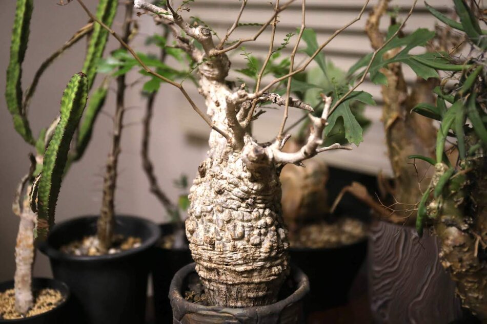 オペルクリカリア・パキプス（Operculicarya pachypus）の育て方、栽培