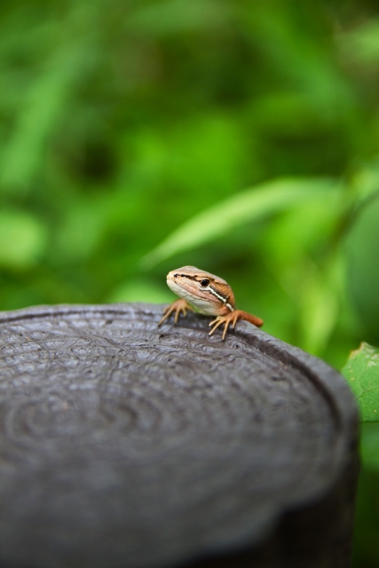 日本産トカゲ飼育】おすすめライト6選！レビューまとめ、便利な周辺