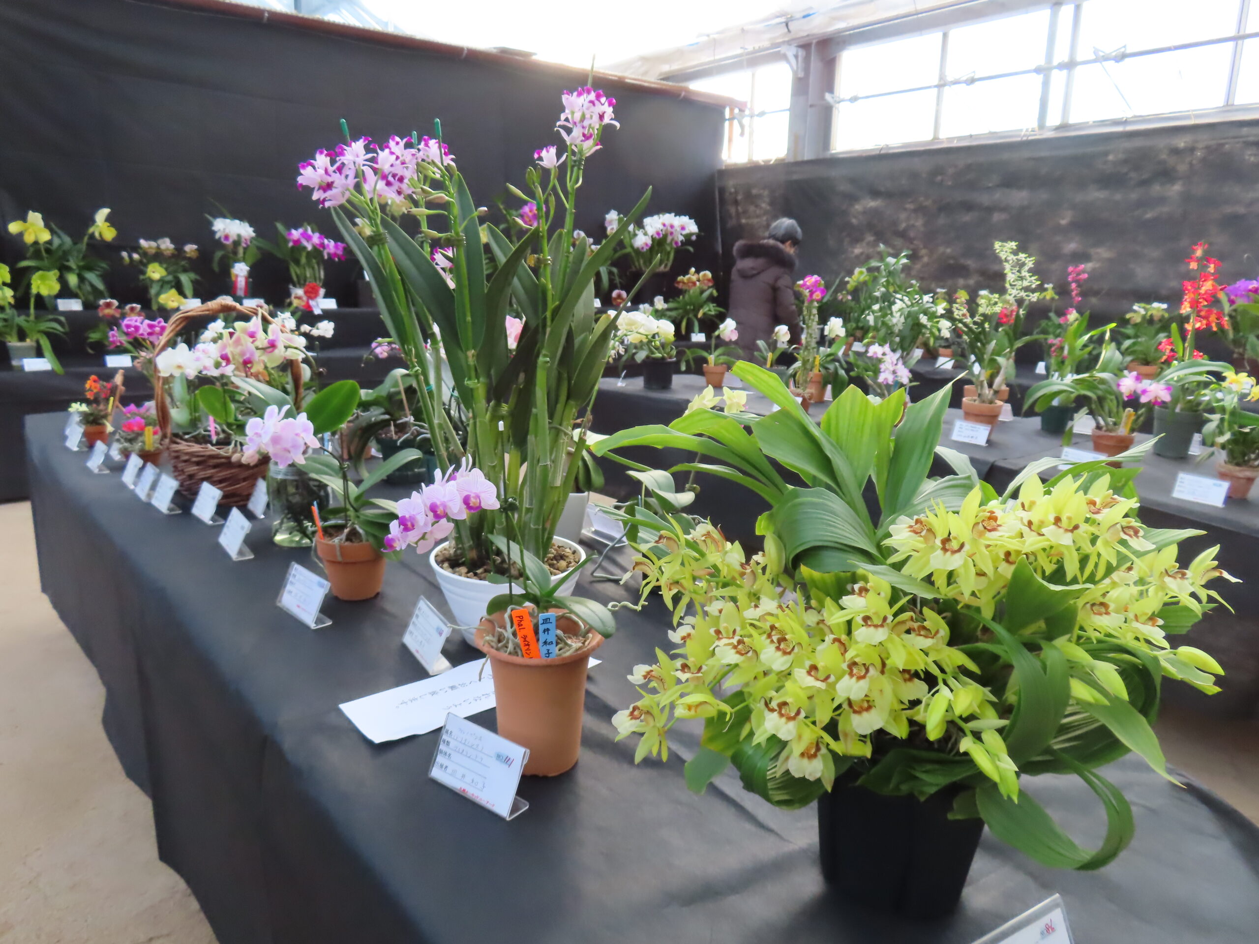 明日から「市民ラン展」開催（2026年1月26日） | 百合が原公園