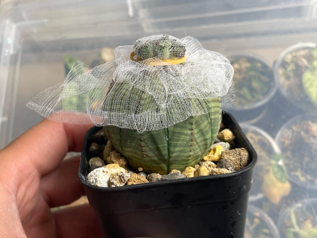 ユーフォルビア・オベサの育て方‐おーきっどblog