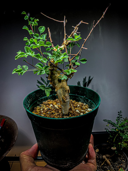 コミフォラ・カタフ（Commiphora kataf）の発根管理｜植込み・芽吹く