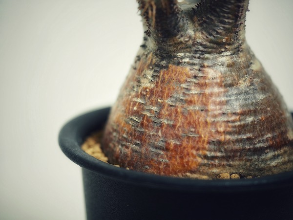 パキポディウム・グラキリス(現地球)を1年以上管理した育成方法と成長