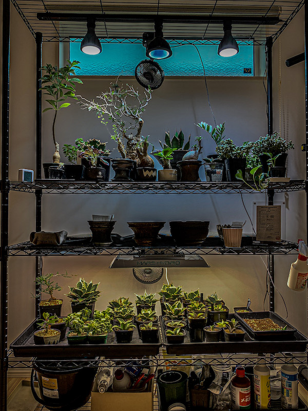 塊根植物・アガベの室内育成環境｜ラック/LED/風/温湿度の“最小構成”と