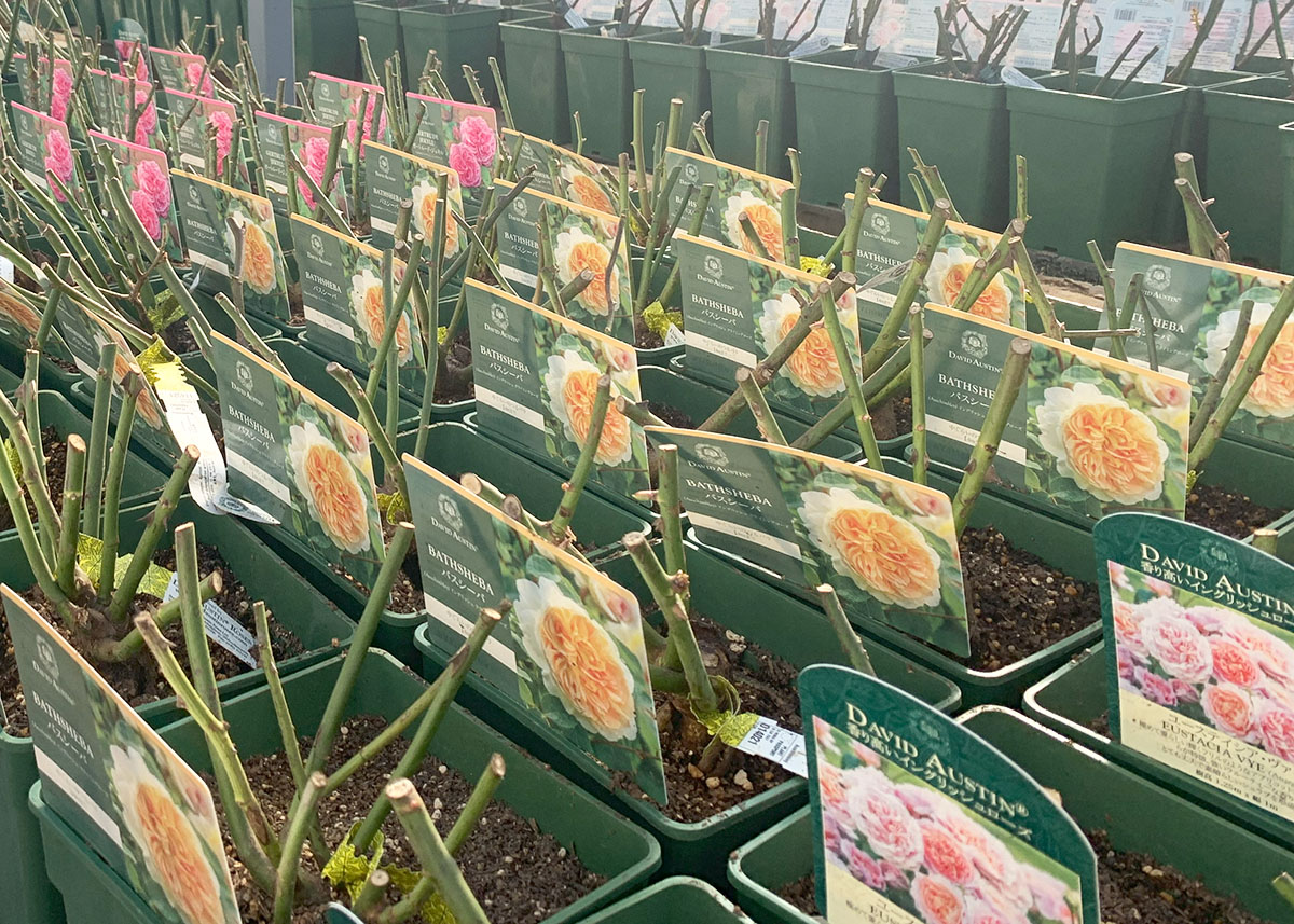 バラ苗 【クレムドゥメイアン】 (新苗植え替え) ハイブリッドティー