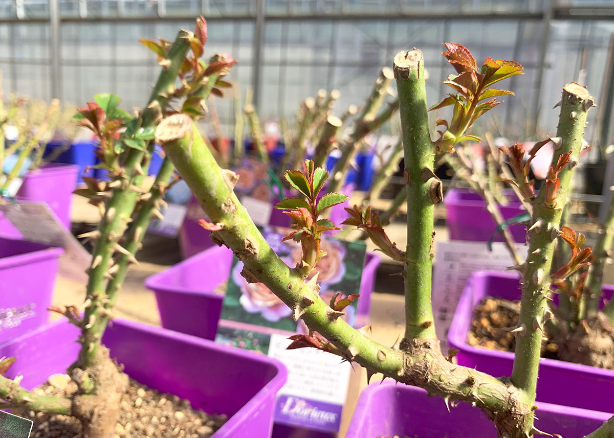 バラ苗 【クレムドゥメイアン】 (新苗植え替え) ハイブリッドティー