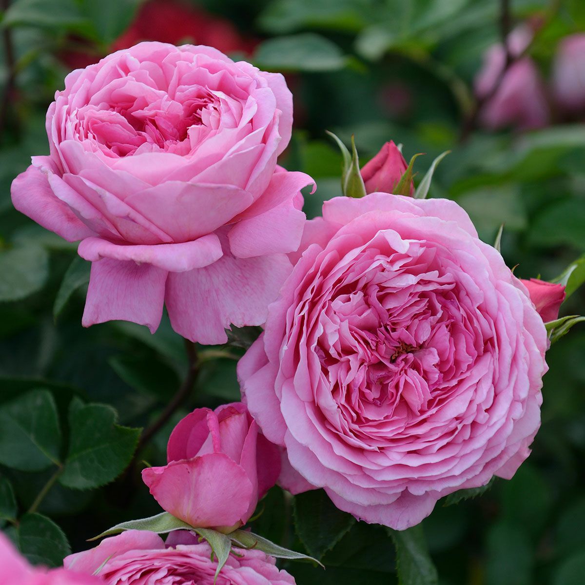 予約苗 バラ苗 【フラゴナール】 (大苗) シュラブ 半つる性 四季咲き