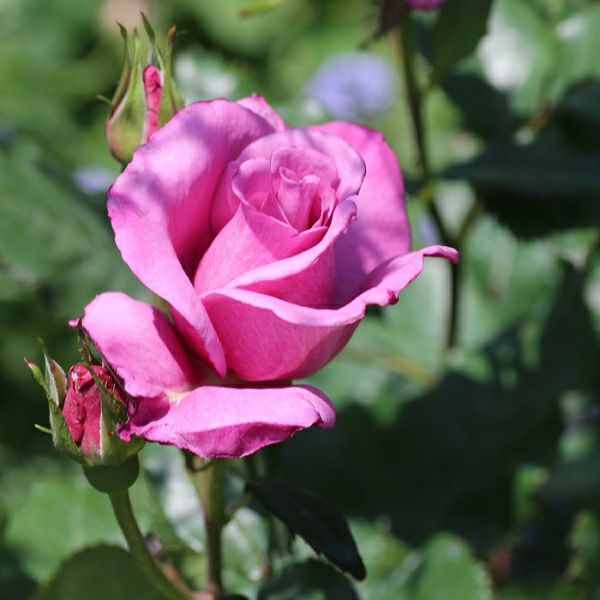 バラ苗 【ショッキングブルー】 (大苗) フロリバンダ 四季咲き 中輪