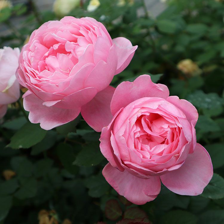 バラ苗 【ストロベリーシェイク】 (大苗) ハイブリッドティー 四季咲き