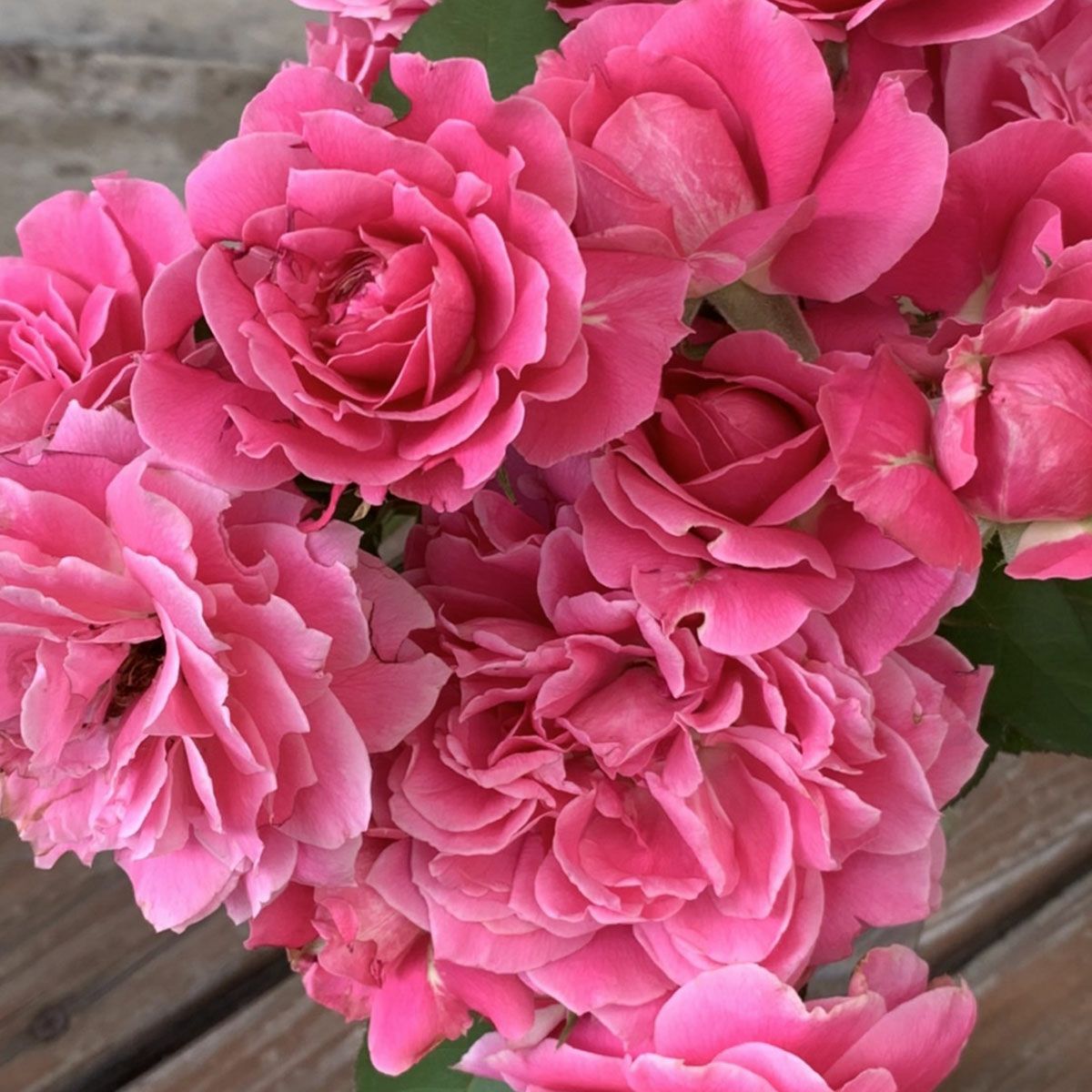 バラ苗 【雨ニモマケズ・リバーシブルピンク】 (大苗) ハイブリット