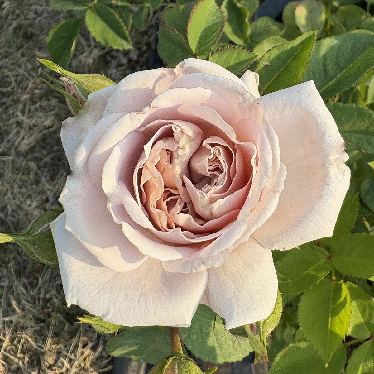 バラ苗 【アッシュウェンズディ】 (アウトレット苗) つるバラ 一季咲き