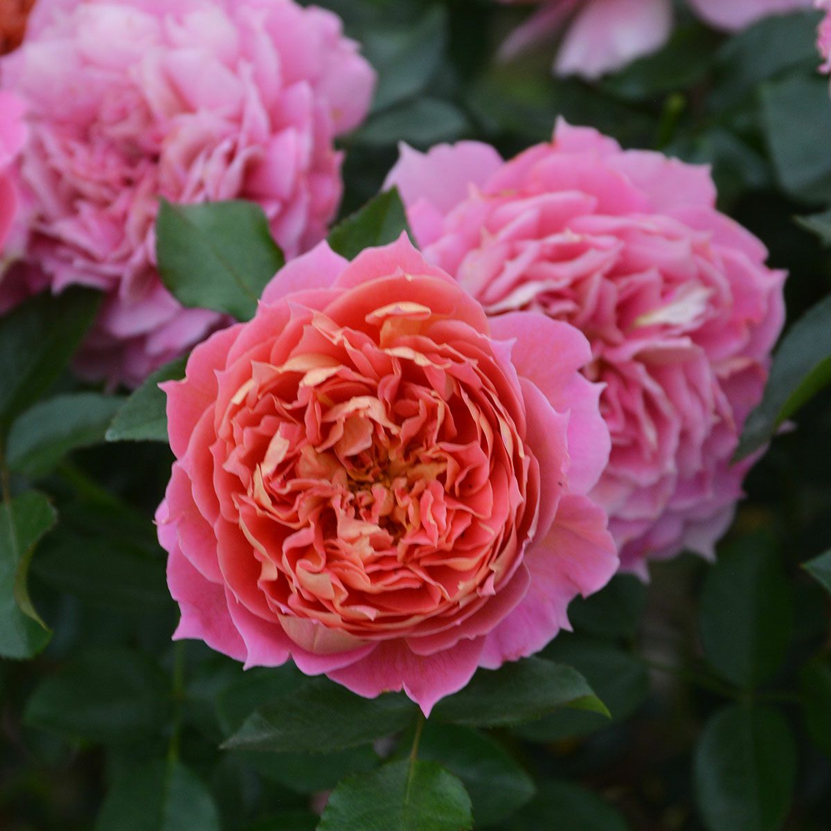 バラ苗 【ジャズ】 (大苗) フロリバンダ 四季咲き 中輪 複色系