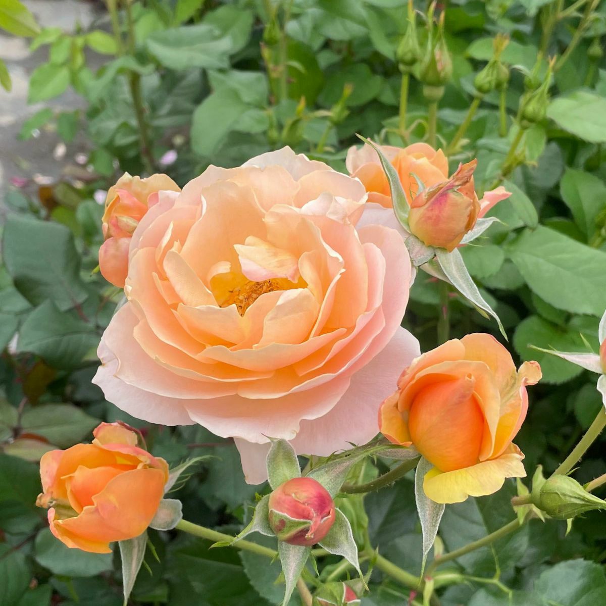 予約新苗4号鉢（F&Gローズ) | THE ROSE SHOP｜バラ専門店 ザローズ