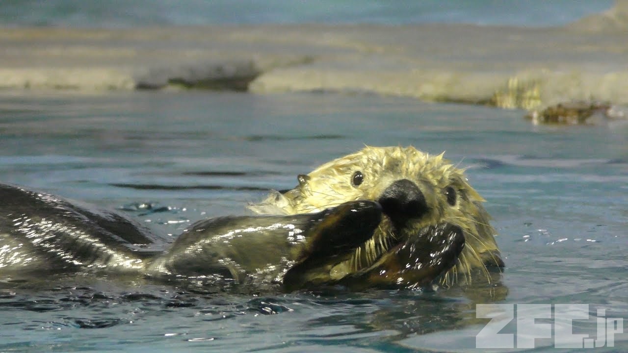 ラッコ | 動物図鑑 | ZFC.jp