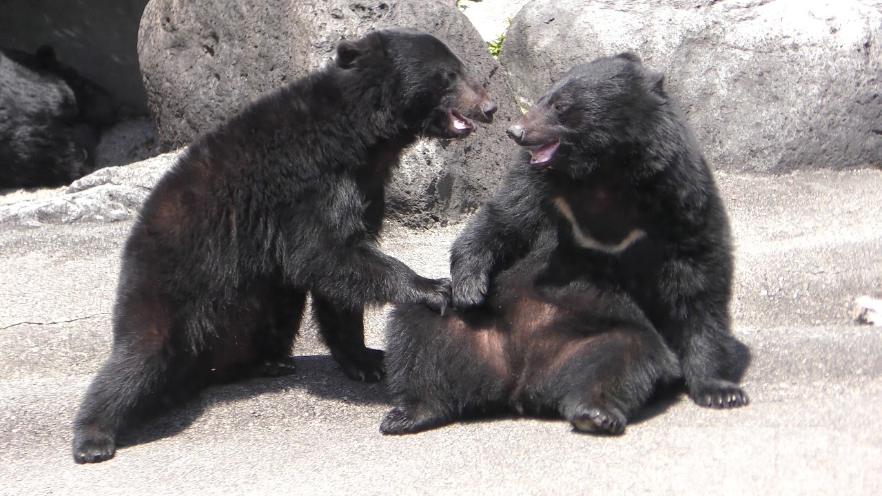 ツキノワグマ | 動物図鑑 | ZFC.jp