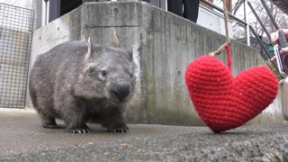 ウォンバット | 動物図鑑 | ZFC.jp