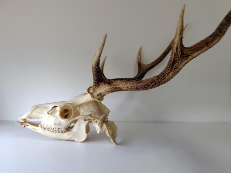 標本棚のラベル裏013 ホンシュウジカ（頭骨＋環椎） - 生き物・学び