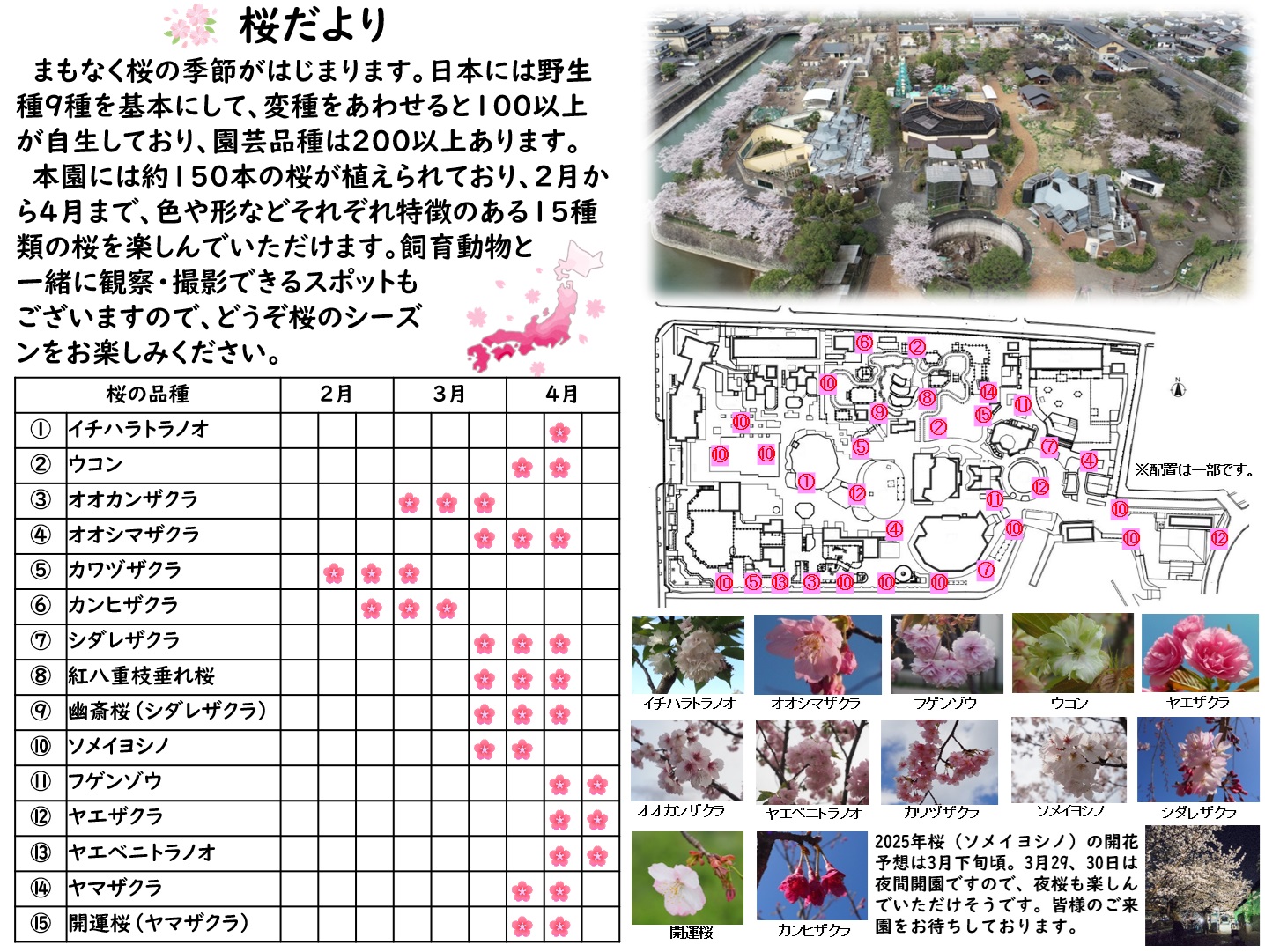 桜だより2025 | ニュース | 京都市動物園