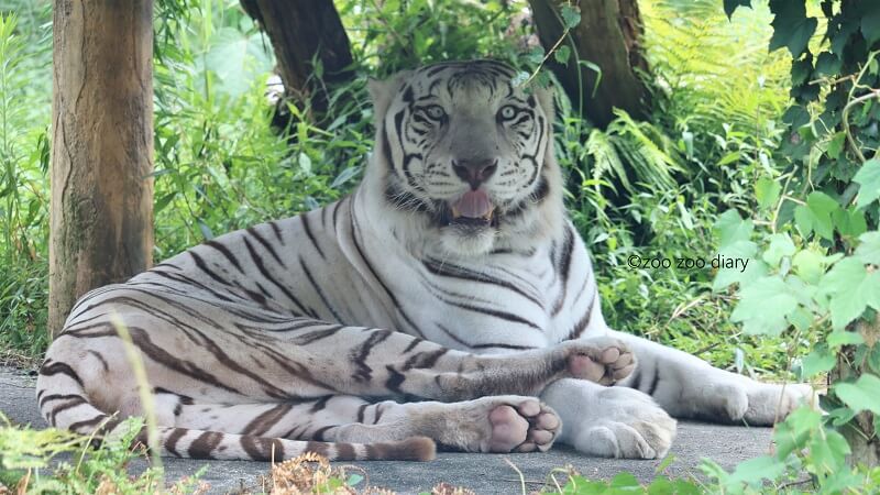 ホワイトタイガーとは？白いトラに隠された動物繁殖の真相 – zoo zoo diary