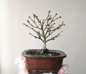 清姫もみじ】植え替え実施2024.2 箒作り 盆栽 紅葉 紅葉 椛