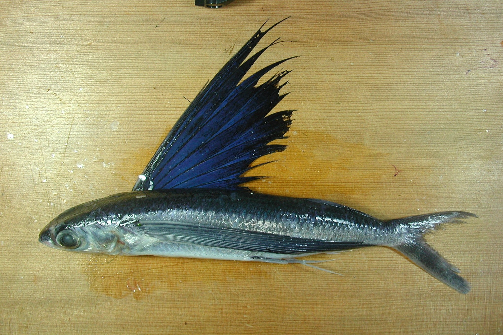 カラストビウオ - WEB魚図鑑