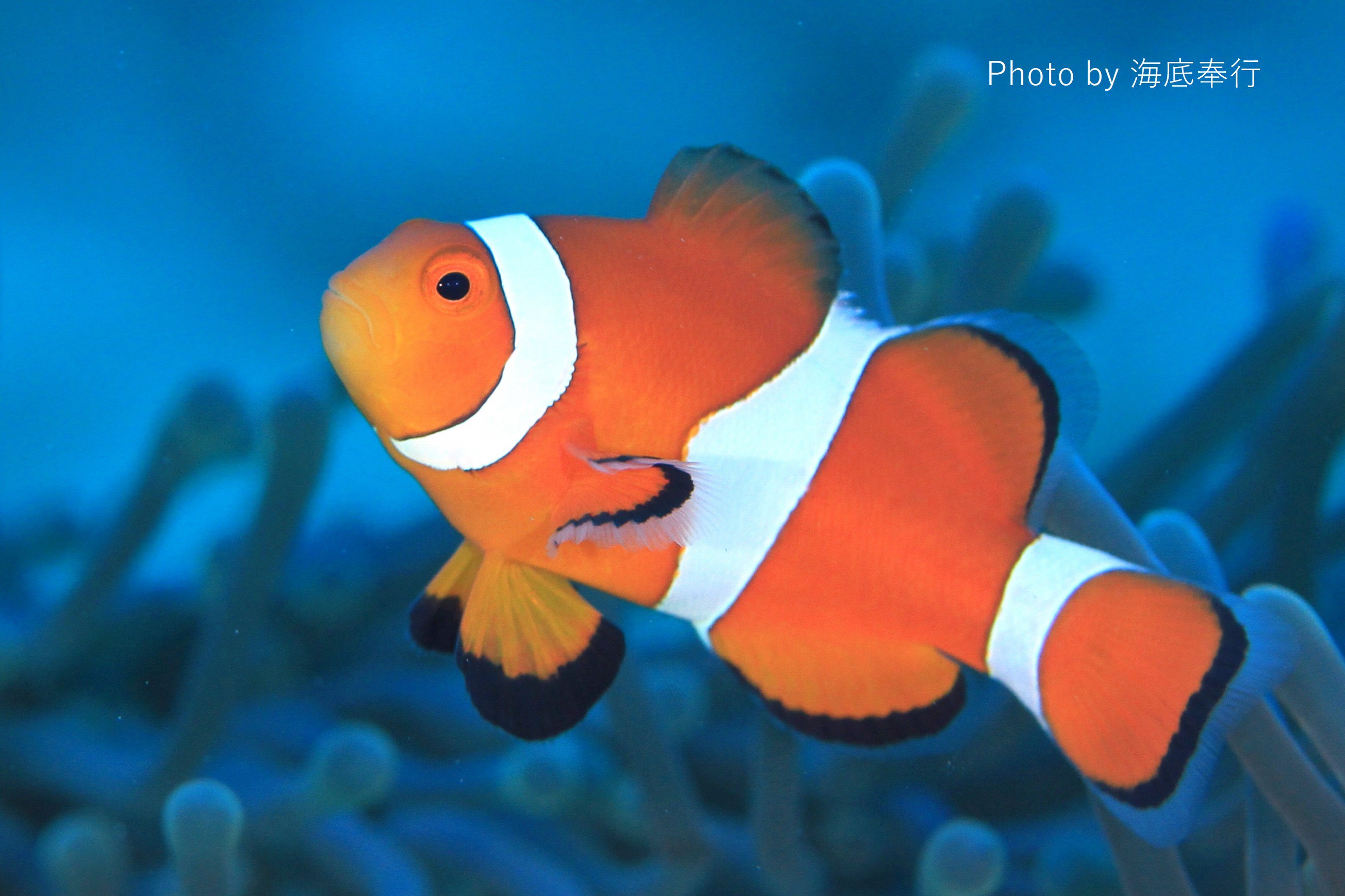 カクレクマノミ - WEB魚図鑑