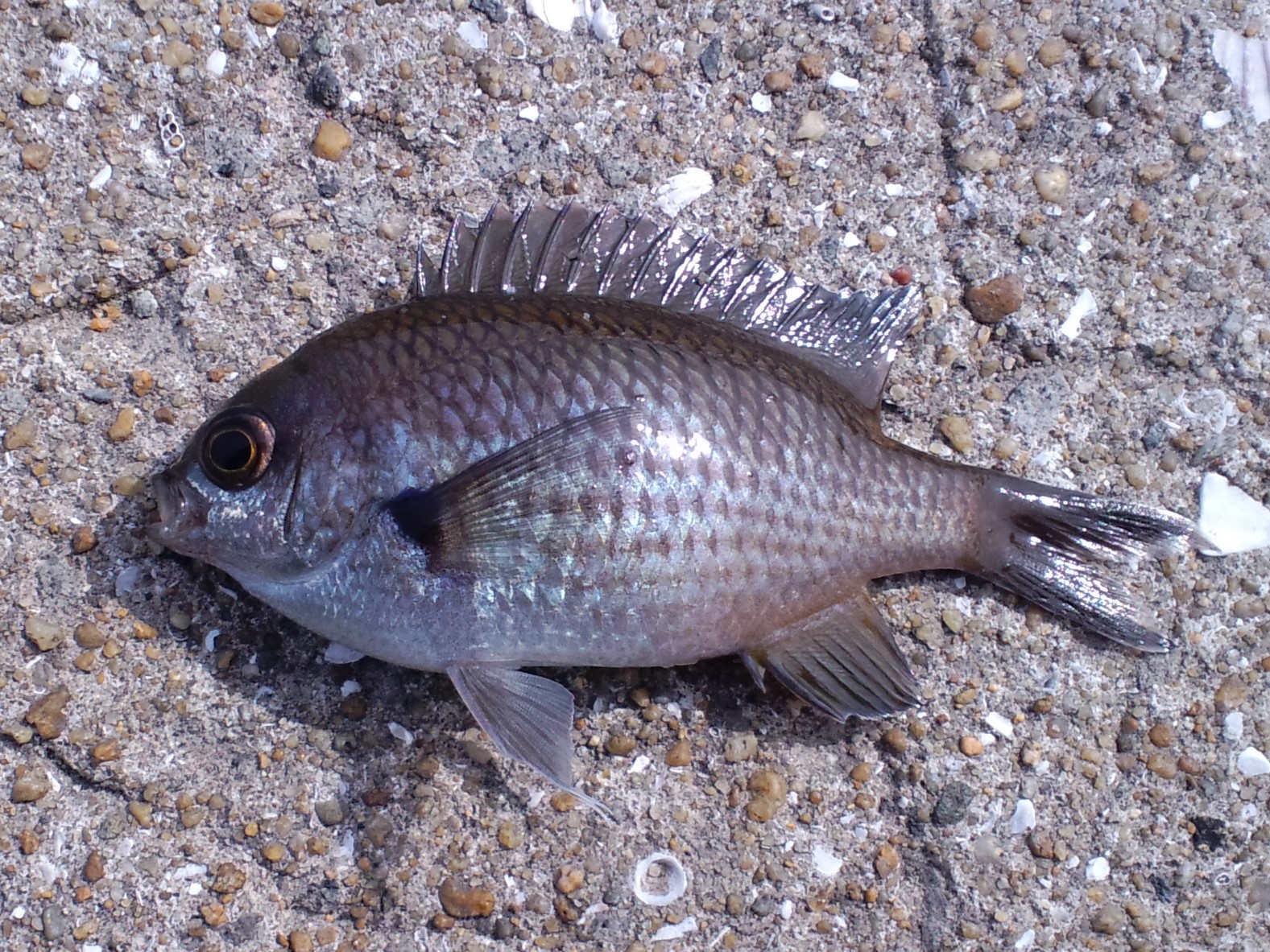 スズメダイ - WEB魚図鑑