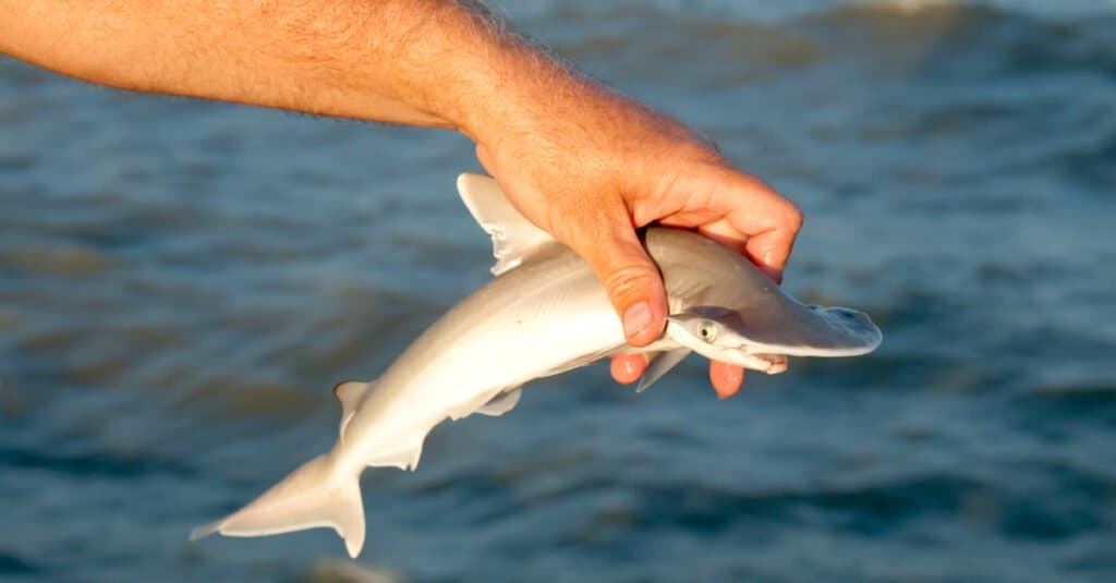 What's a Baby Hammerhead Shark Called + 4 More Facts! - A-Z Animals