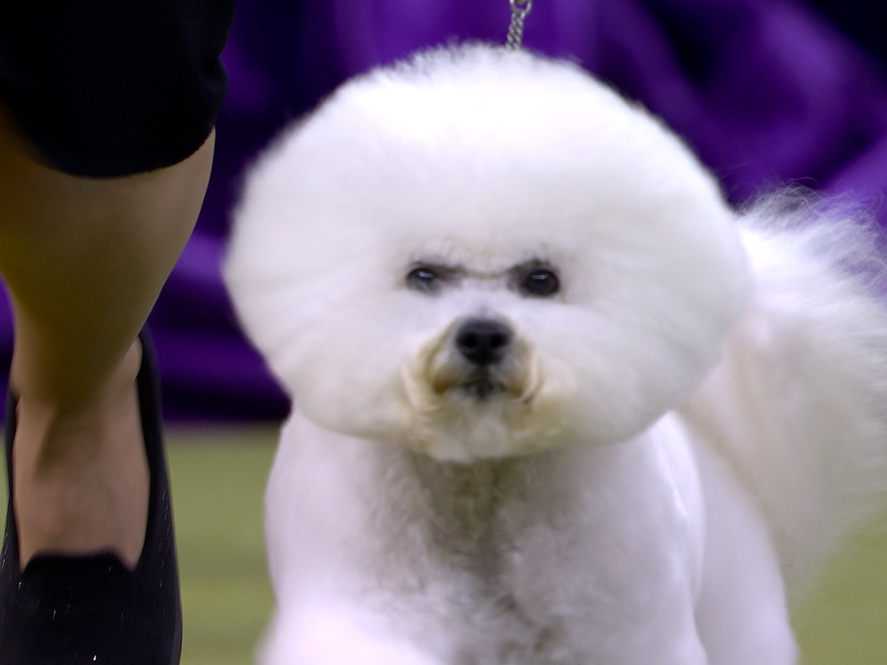 Neal the Bichon Frisé wins the WKC Non-Sporting Group
