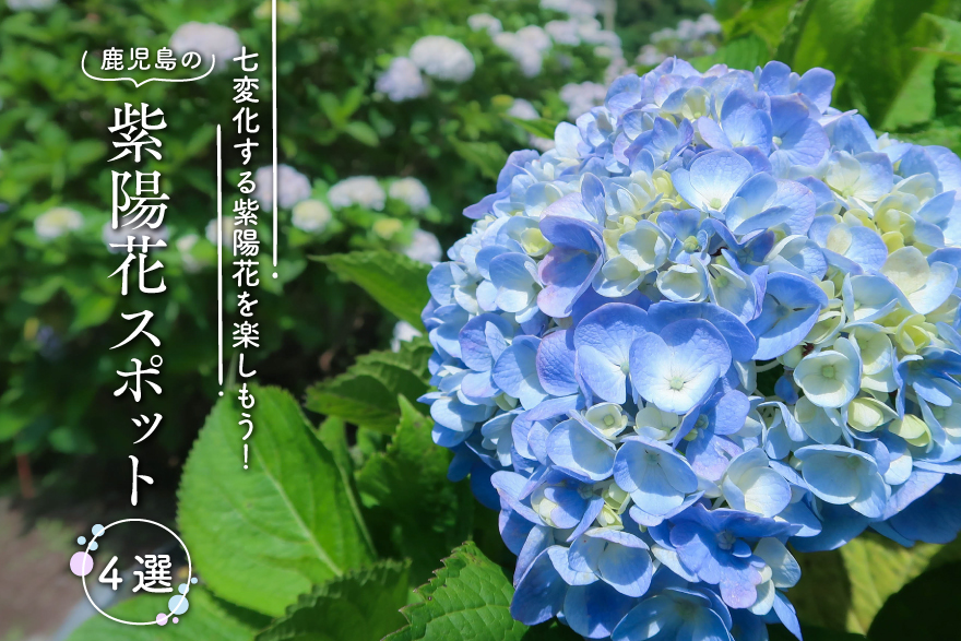 鹿児島の「紫陽花（あじさい）スポット」。多彩な紫陽花を楽しめる名所
