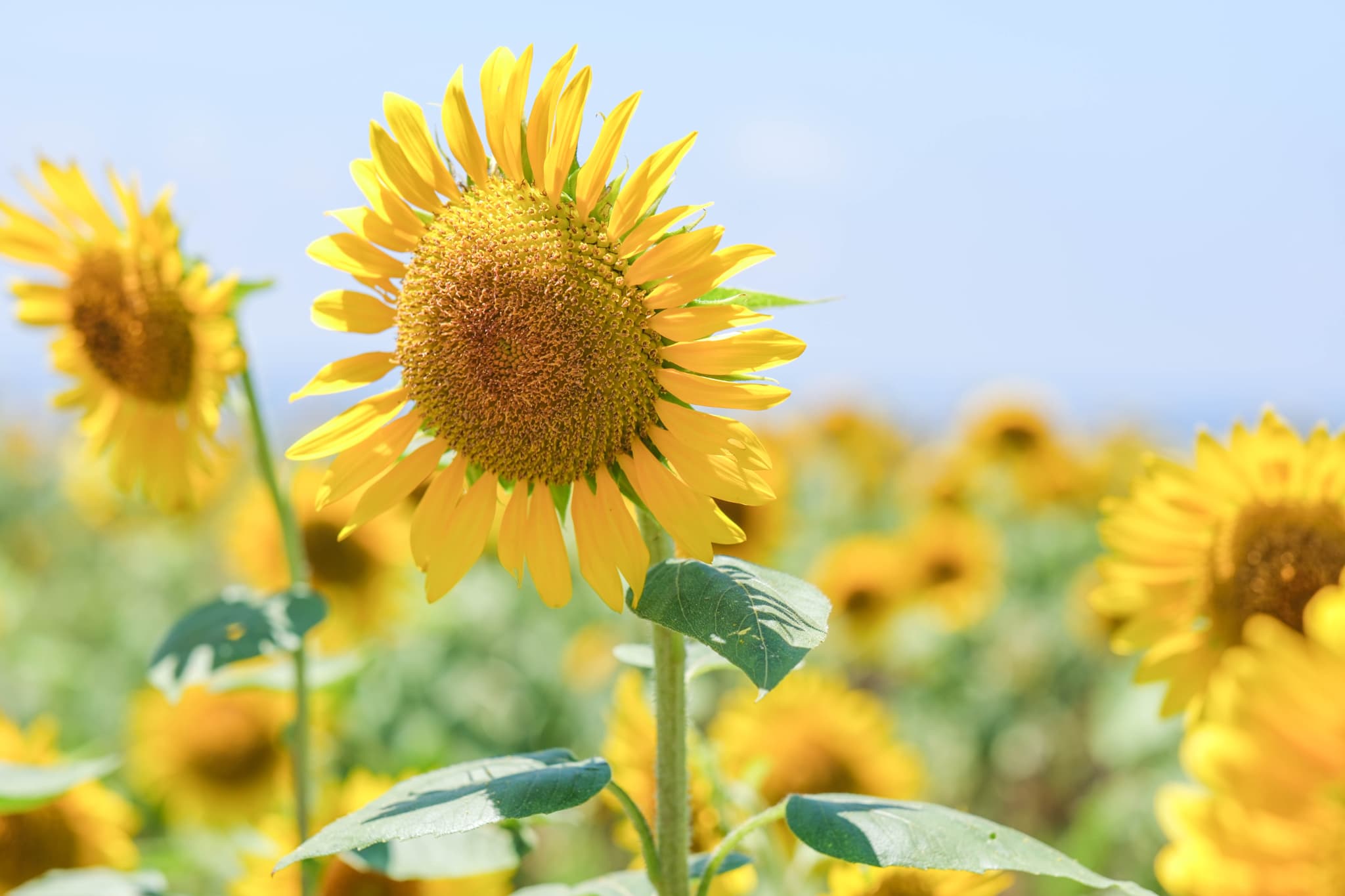 鹿児島の夏の絶景！「ひまわり畑」特集 | あちこち | リビング新聞の