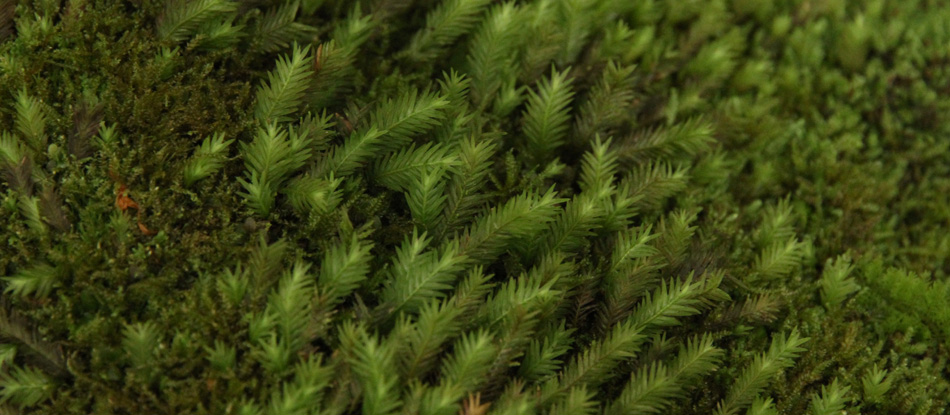 ACIDMAN | Official Site