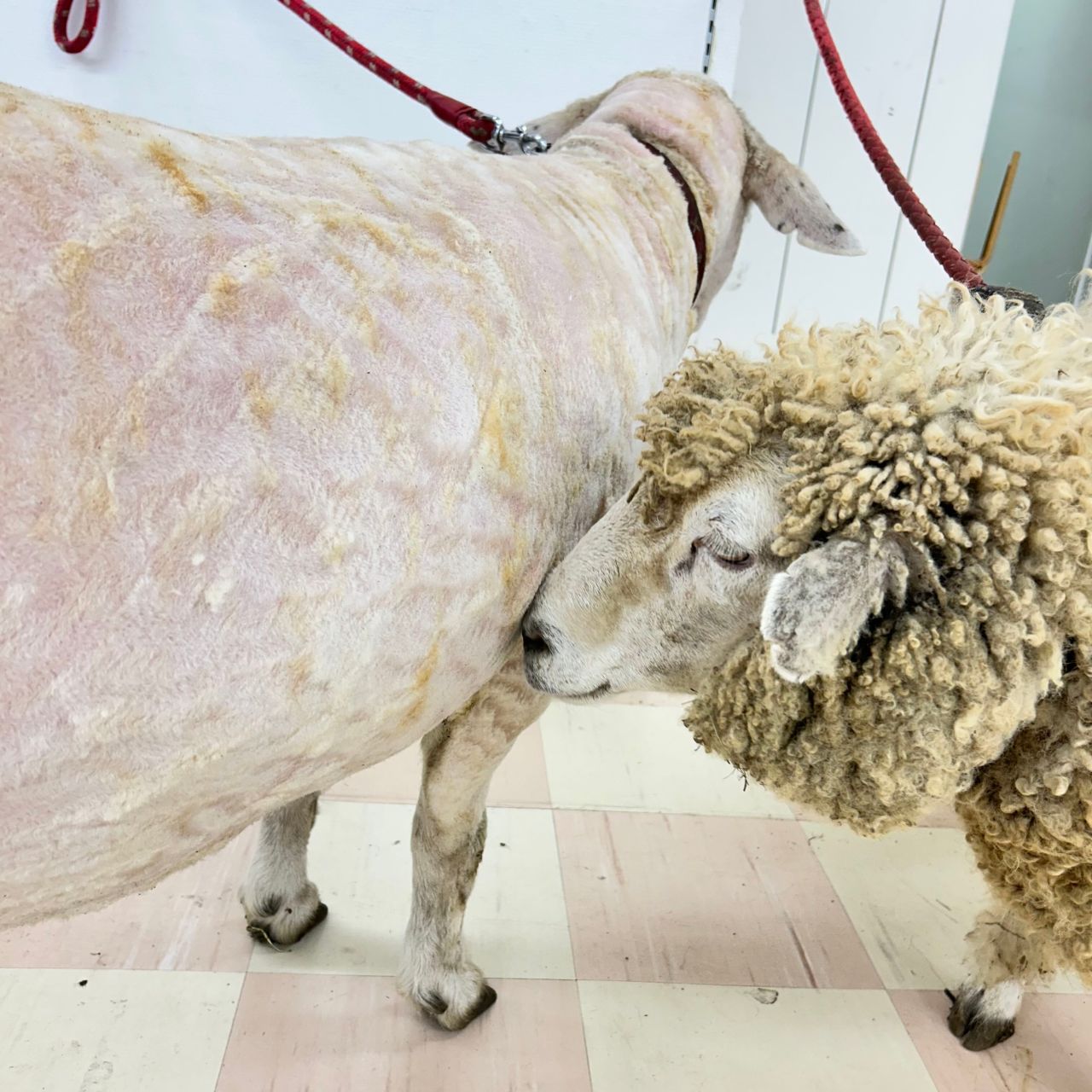 第2回 羊の毛刈り＆染色体験WSレポ！ | 町田店 | 生地、手芸用品の