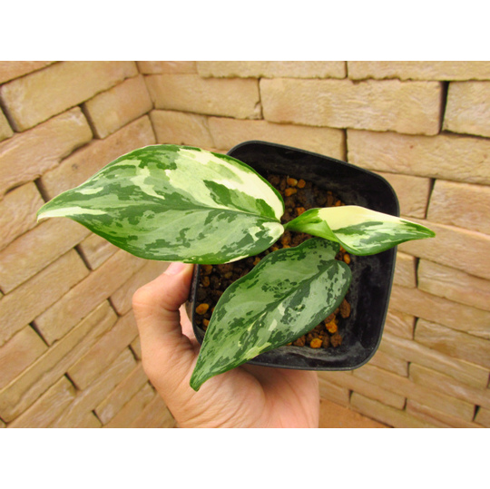 アグラオネマ・コンムタツム バリエガータ | 希少植物の販売