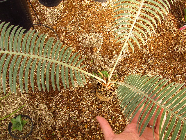 サイカス シアメンシス (Cycas siamensis) タイシルバー | 希少植物の