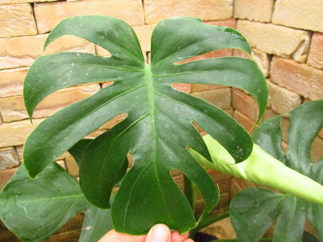 モンステラ デリシオーサ 福助 実生 まんまる(Monstera deliciosa var