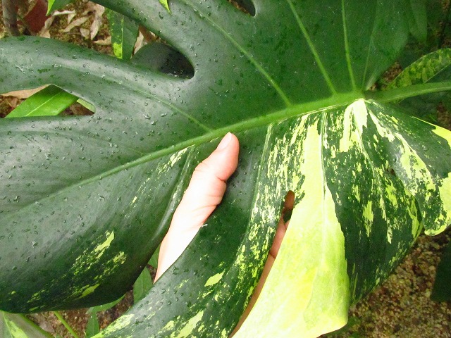 モンステラ デリシオーサ ミント系大株 実生 (Monstera deliciosa Mint